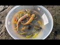 Amazing Unbelievable Founding Results!! Caught alot of Beautiful Axolotl Salamander KOI Betta Turtle