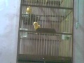 Download Proses penjodohan burung kenari sangkar gantung