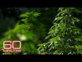 California's marijuana fields; Weed in Colorado; A new direction on drugs | 60 Minutes Full Episodes