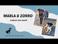 Marla en Zorro zoeken een mand