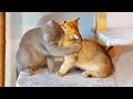 The most tender moments in the life of our cats. Collection.