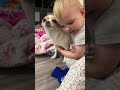 Baby Laughs at Funny Chihuahua Zoomies Then Gives Polly Dog a Big Hug.