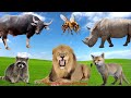 Happy Animal Farm Sounds: Raccoon, Bee,  Lion, Rhinoceros, Gray fox, Buffalo - Cute Animal Moments