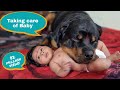 Jerry and Aaru are made for each other | Dog protecting baby | earn money online |