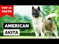 American Akita - Top 10 Facts