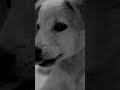 😍 Cute Little Dog 🐶 Dog whatsapp status Tamil ❤️ Dog video 🐕 Dog Lover  💕Puppy video ❤️