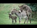 Africanus Asinus: The Story of Domestic Donkeys""Saddle-Free Wonders: The Graceful Life of Donkeys