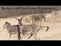 Equus Africanus Asinus The Story of Domestic Donkeys"Saddle-Free Wonders The Graceful Life of Donkey