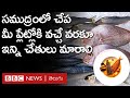 Fish Journey: సముద్రంలోని చేపలు మీ ప్లేట్‌లోకి వచ్చే వరకూ వాటి ప్రయాణం ఇలా సాగుతుంది | BBC Telugu