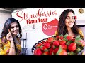 Strawberries Farm Tour | Strawberry Picking | The Berry's Bistro | Sonu Gowda | @sonugowdaofficial
