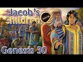Jacob’s Children | Genesis 30 | Jacob’s Flocks Increase | Laban | Rachel | Leah | Bilhah | Zilpah