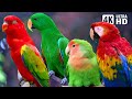 AMAZING PARROTS | BEAUTIFUL BIRDS | BIRDS SOUNDS FOR RELAXING | STUNNING NATURE | STRESS RELIEF