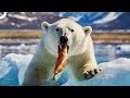 The White Lord of the Glaciers | The Deadliest Animals