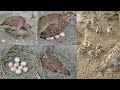 Grey Francolin Hatching Eggs | The Grey Francolin Is Laying An Egg | Teetar Andon Per Baithi Hai