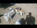 Goat and dog funny moments