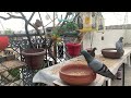 Cat TV for Cats to Watch 😺 Playful Birds 🐿 4K HDR