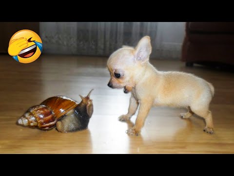 Cute Dogs And Cats That Will Make You Laugh 🥰 Funny Animals Compilation 5 😂