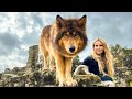 THE FIRE WOLF - The World's Most Beautiful Wolfdog