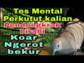 Turtledove fishing to increase lust, mental tests, laziness, stress, noise jamming