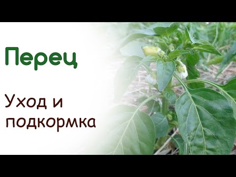 Уход за перцем во время цветения Уход за перцем во время цветения