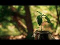 THE SEED // Inspirational Short Film