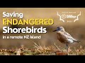 Beating the Odds | Saving Rare NZ Shorebirds | Southern NZ Dotterels |Wildlife Conservation