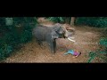 Elephant Crying Badly to Make Friendship With Yash | Very Emotional Scene From Gajakesari Movie