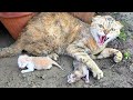Angry Mother cat protects her Kittens and doesn't let anyone approach them