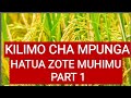 KILIMO CHA MPUNGA - HATUA ZOTE MUHIMU :PART 1