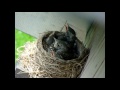 Download голуби балкон что делать (3m 46s) video as 3gp, mp4.