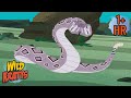 BE CAREFUL, IT'S POISONOUS | Snakes and More Poisonous Animals | Wild Kratts | 9 Story Kids