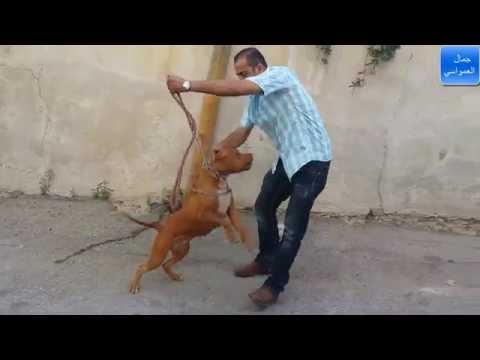Dressage de Chiens en Kabylie - VidoEmo - Emotional Video Dressage de Chiens en Kabylie - VidoEmo - Emotional Video