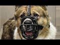 Whatever you do, please DON'T remove the muzzle