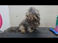 🐶😍❤️ INCREABLE MATTED DOG TRANSFORMAITON - DOG GROOMING