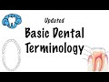 Basic Dental Terminology - UPDATED