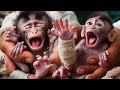Pitiful adorable monkey babie hand injury, Animals Top Pic