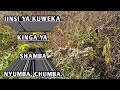 Jinsi ya kuweka zindiko (tego) la shamba | nyumba kwa kutumia mti wa kihukumu.