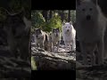 Buck saving a wolf|The Call Of The Wild| #viral #cool #movie #thecallofthewild #subscribe