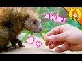 Download Cutest Animals EVER?! mp4 3gp mp3 videos - waplic