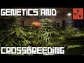 Rust - Comprehensive Genetics and Crossbreeding Guide - The Path to Perfect Genetics
