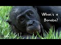 What's a Bonobo?
