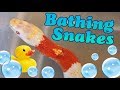 How to Give Snakes a Bath!