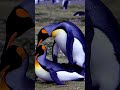 Penguins Mating Ritual