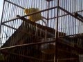 Download Tips memilih burung kenari bagus berkualitas