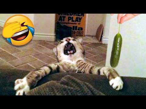 Funny Cat Scares Of Ordinary Things Cute And Funny Cat Reactions