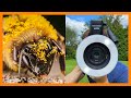 Insect Macro Photography | New Godox MF-R76 Flash