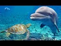 Relaxing Music for Stress Relief. Dolphin singing. Soothing Music for Meditation, Therapy, Sleep
