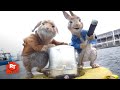 Peter Rabbit 2: The Runaway - Saving the Animals Scene