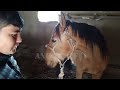 Від Бачача до Паровки: Унікальний Погляд на Жеребців Тернопільщини у Новому Відео