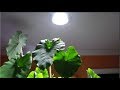 SANSI 30W Daylight LED Plant Light Bulb Overview & Test